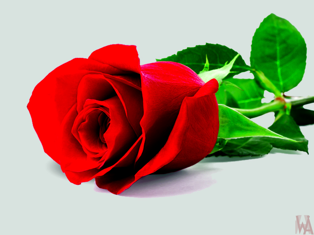 Hd Rose Wallpaper Red Rose Wallpaper Hd Pictures Free Download Whatsanswer