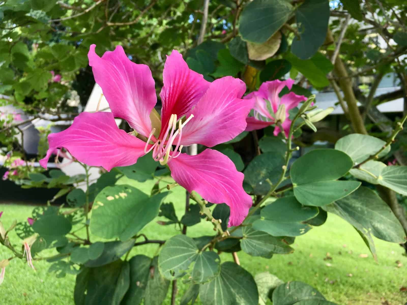 What Is The National Flower of Hong Kong? WhatsAnswer