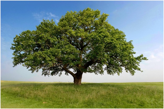 what-is-the-national-tree-of-denmark-whatsanswer