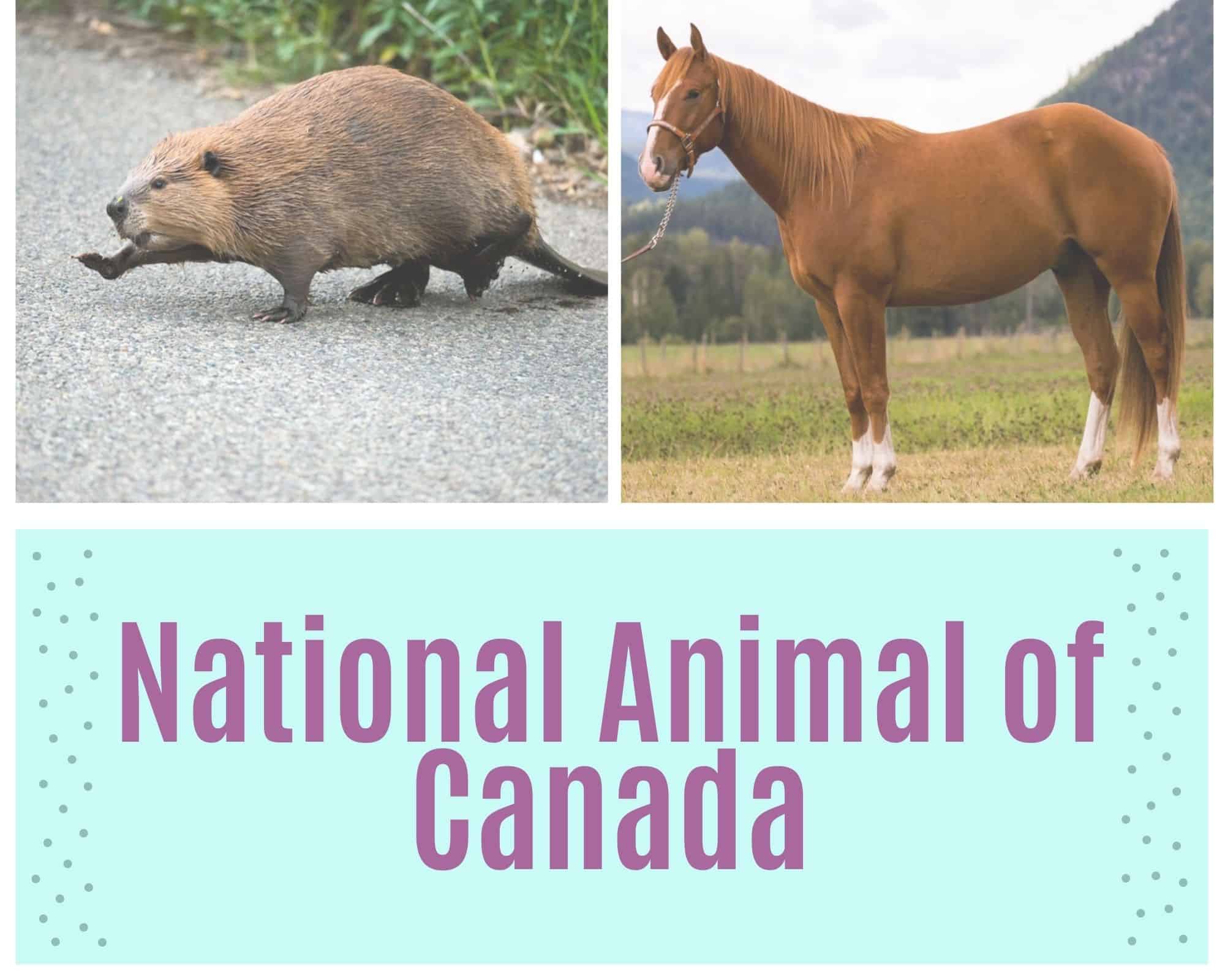 What Is The National Animal of Canada? | WhatsAnswer