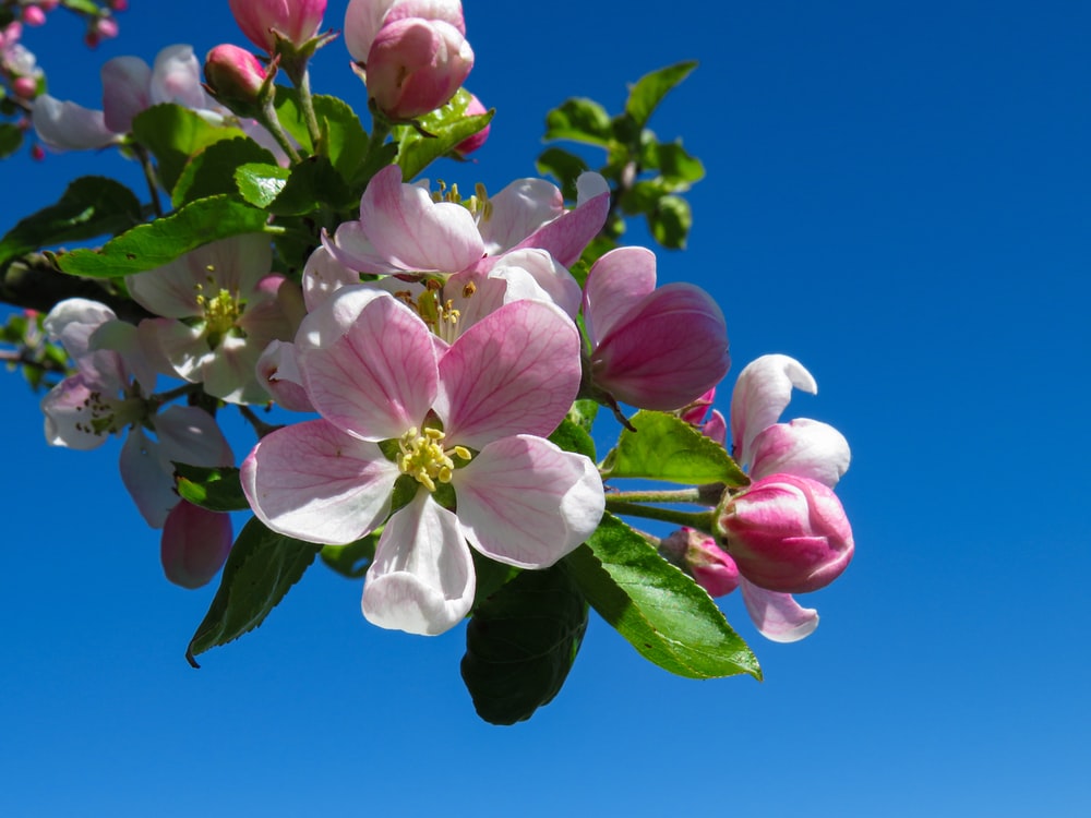 What Is The State Flower Of Michigan Whatsanswer