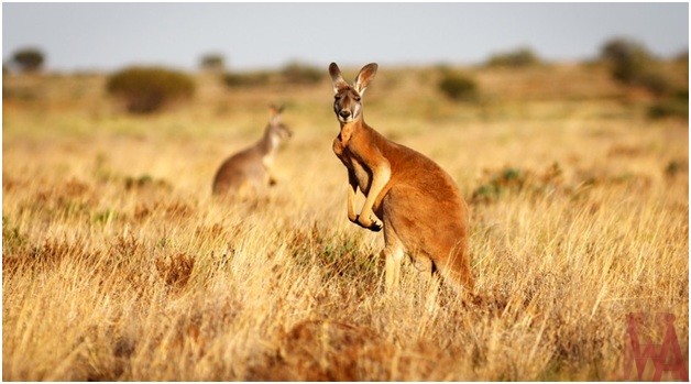 What is National Animal Australia? | WhatsAnswer