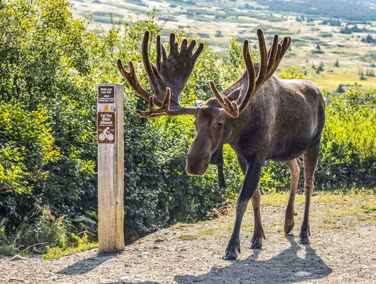 National Animal of Sweden | WhatsAnswer