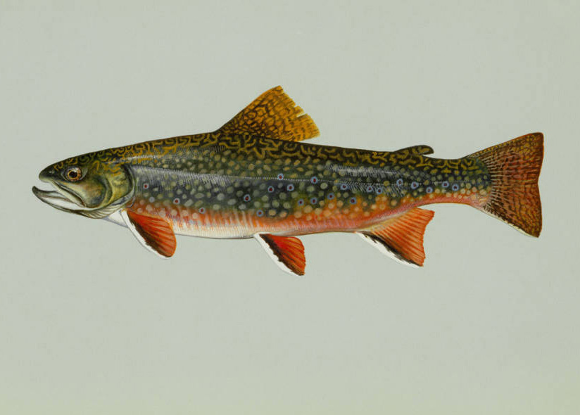 State Fish Of North Carolina