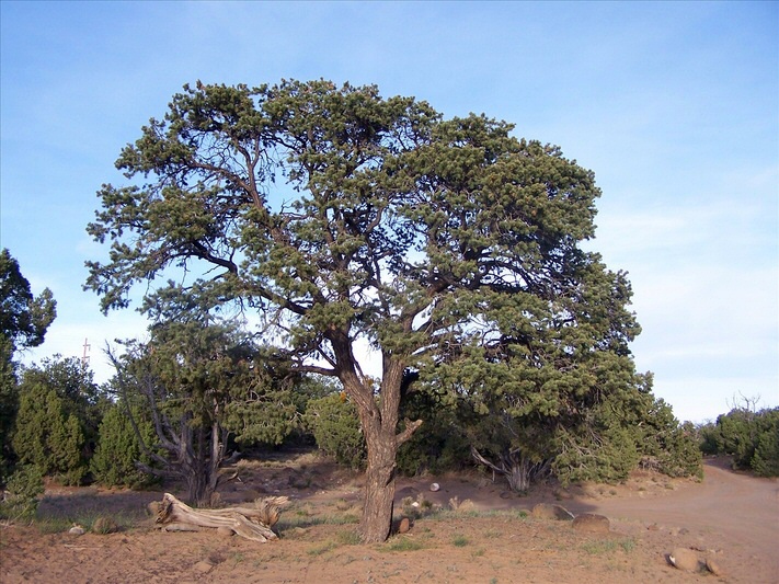 State Tree Of New Mexico