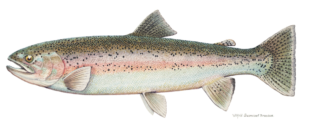 State Fish Of Utah