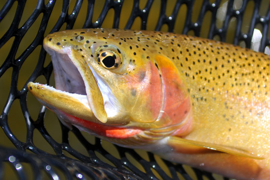 State Fish Of Wyoming