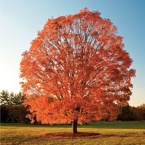 State Tree Of West Virginia