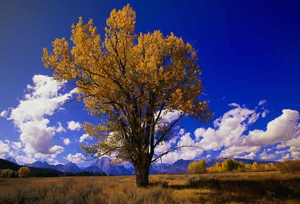 State Tree Of Wyoming