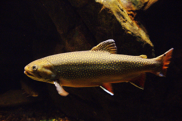 State Fish Of New Hampshire