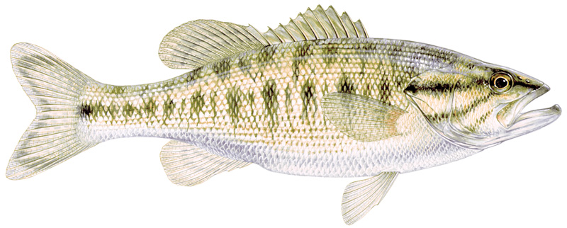 State Fish Of Texas