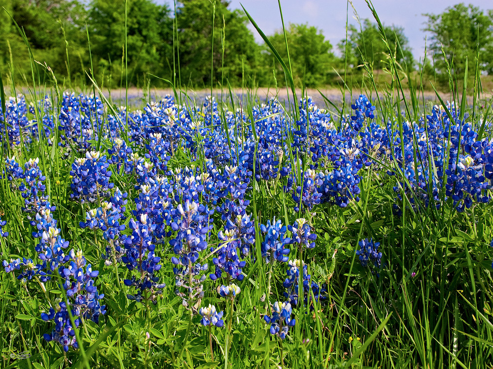 State Flower Of Texas