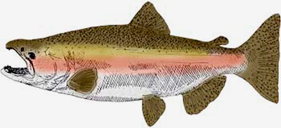 State Fish Of Oregon